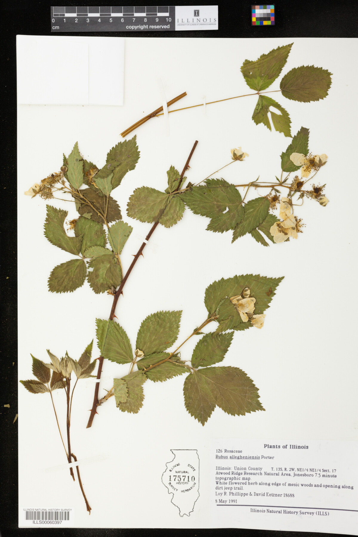 Rubus allegheniensis image