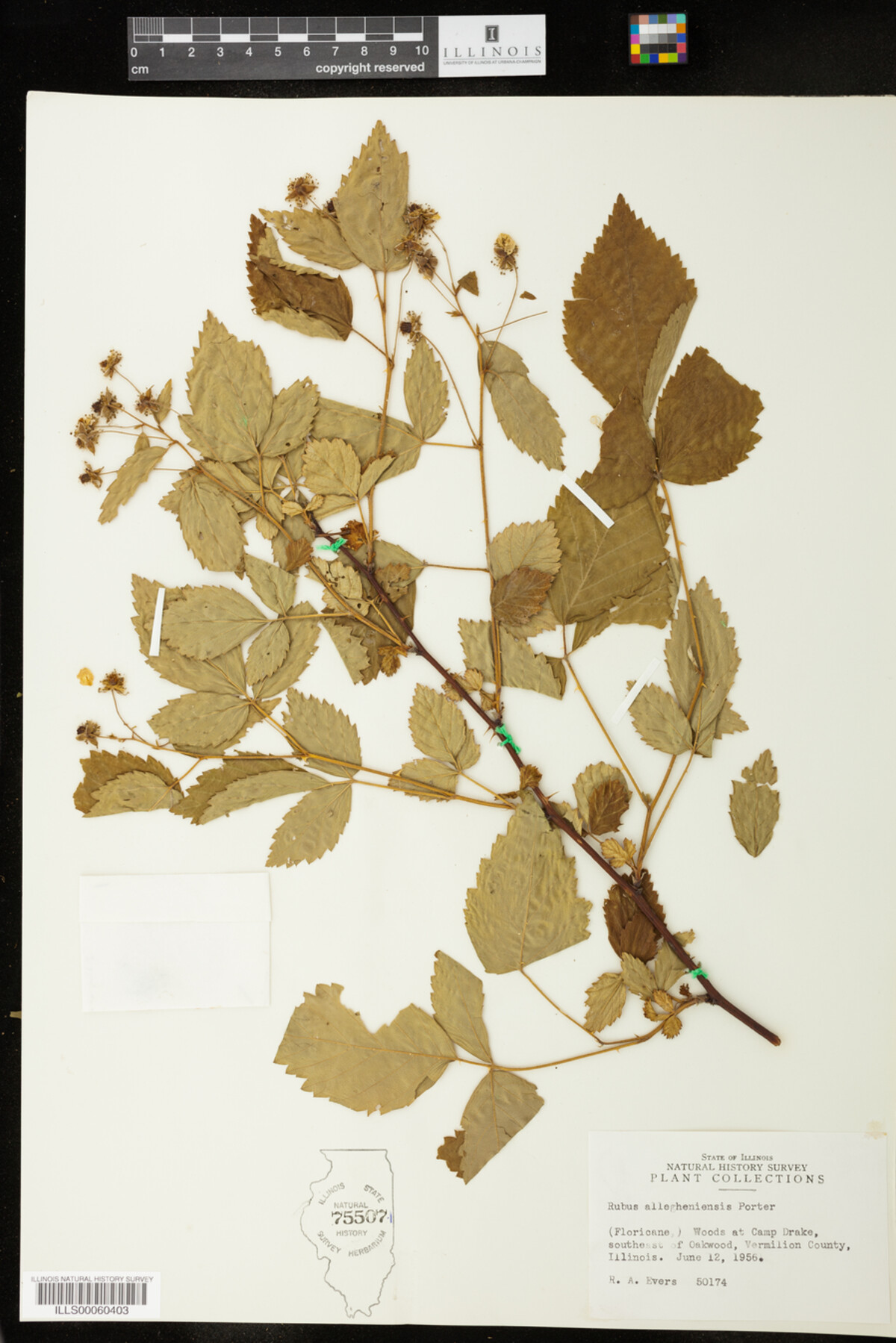 Rubus allegheniensis image
