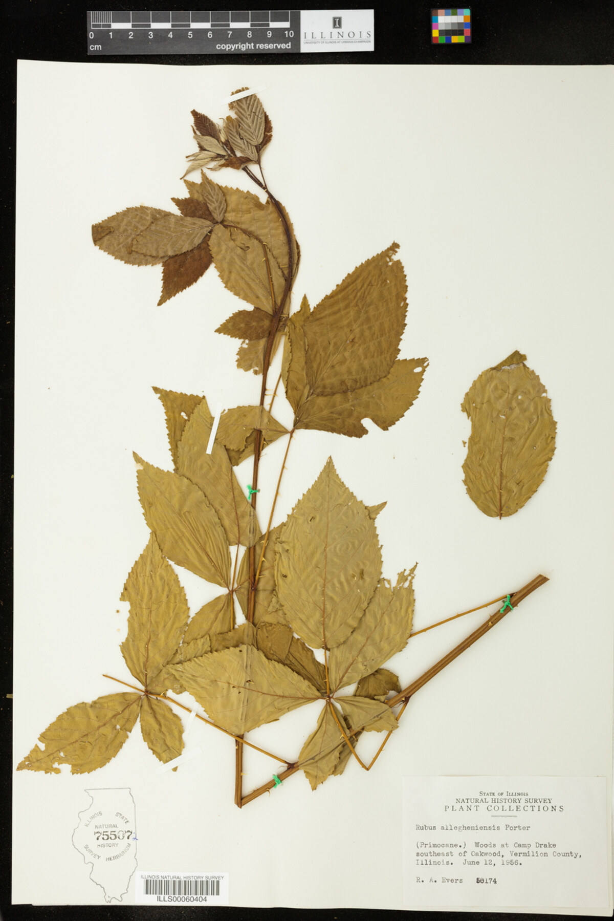 Rubus allegheniensis image