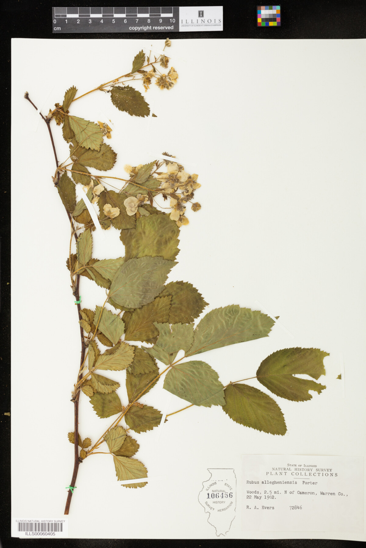 Rubus sect. Alleghenienses image