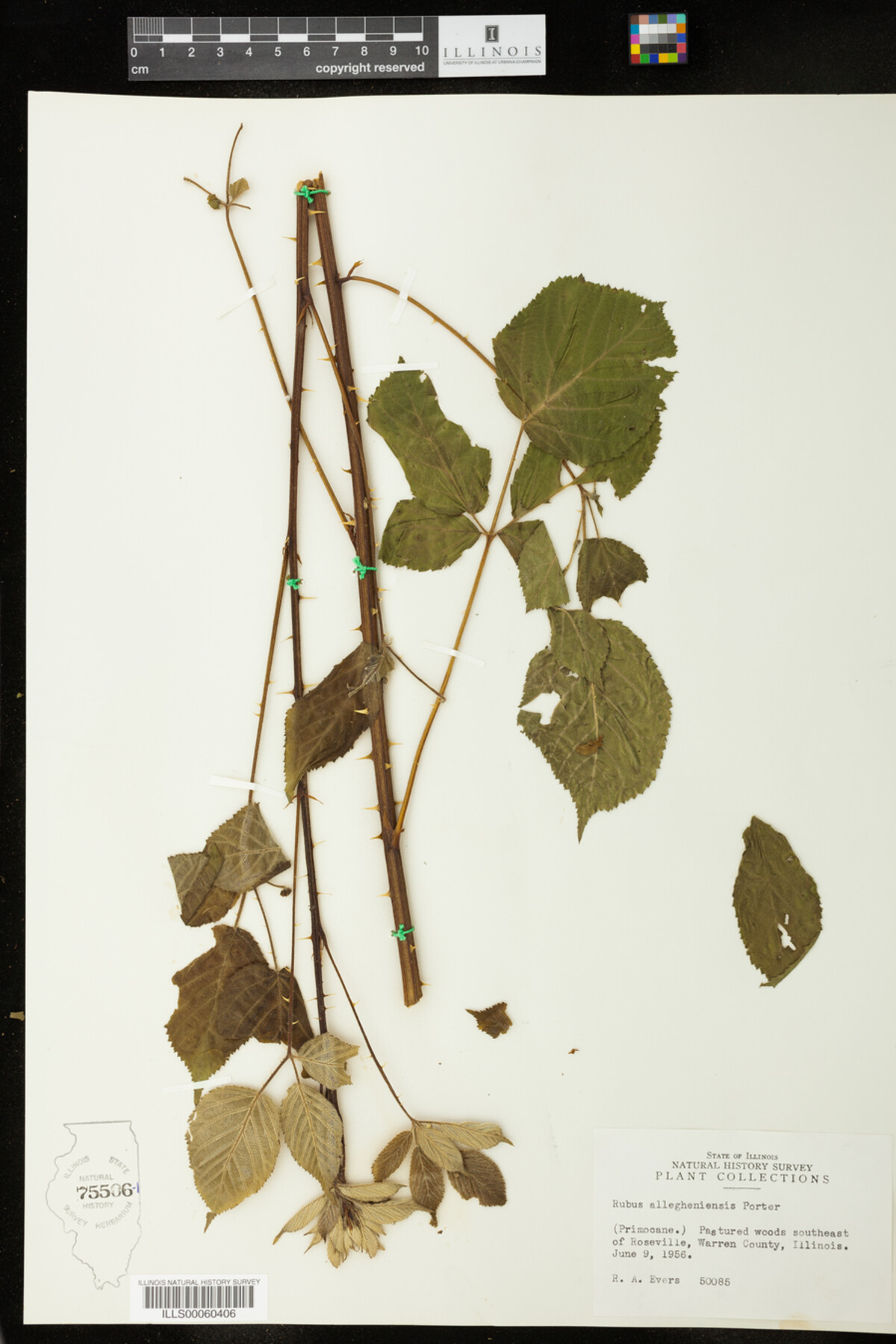 Rubus allegheniensis image