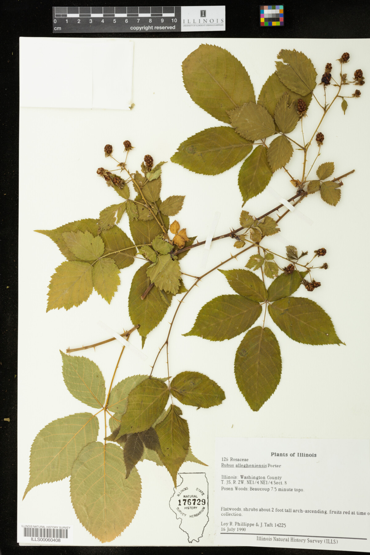 Rubus allegheniensis image