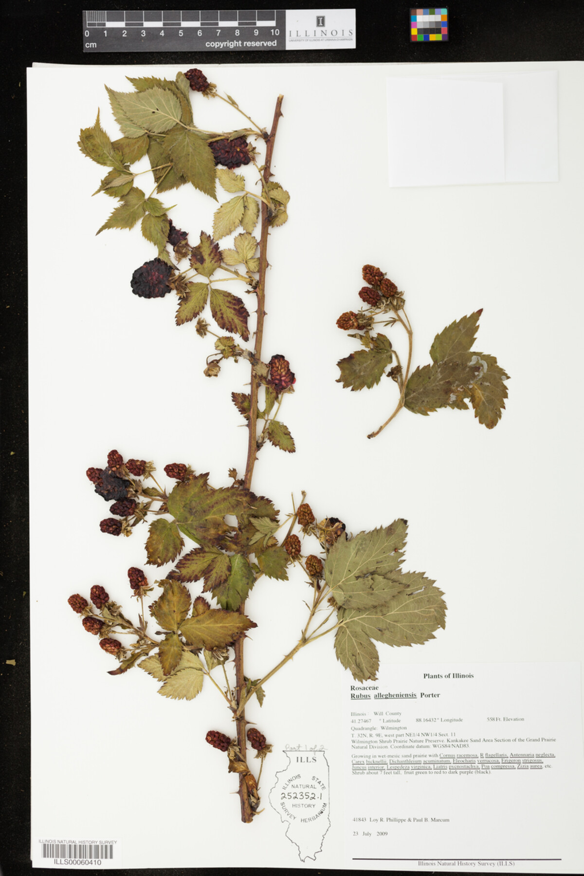 Rubus sect. Alleghenienses image