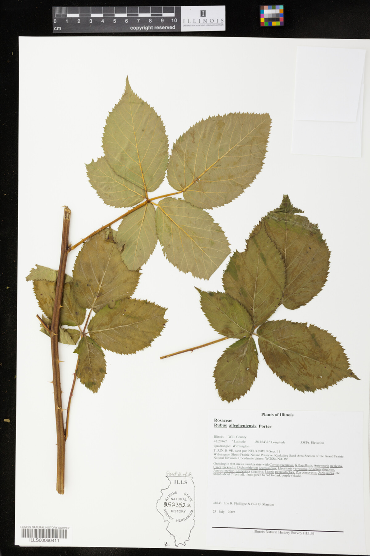 Rubus allegheniensis image