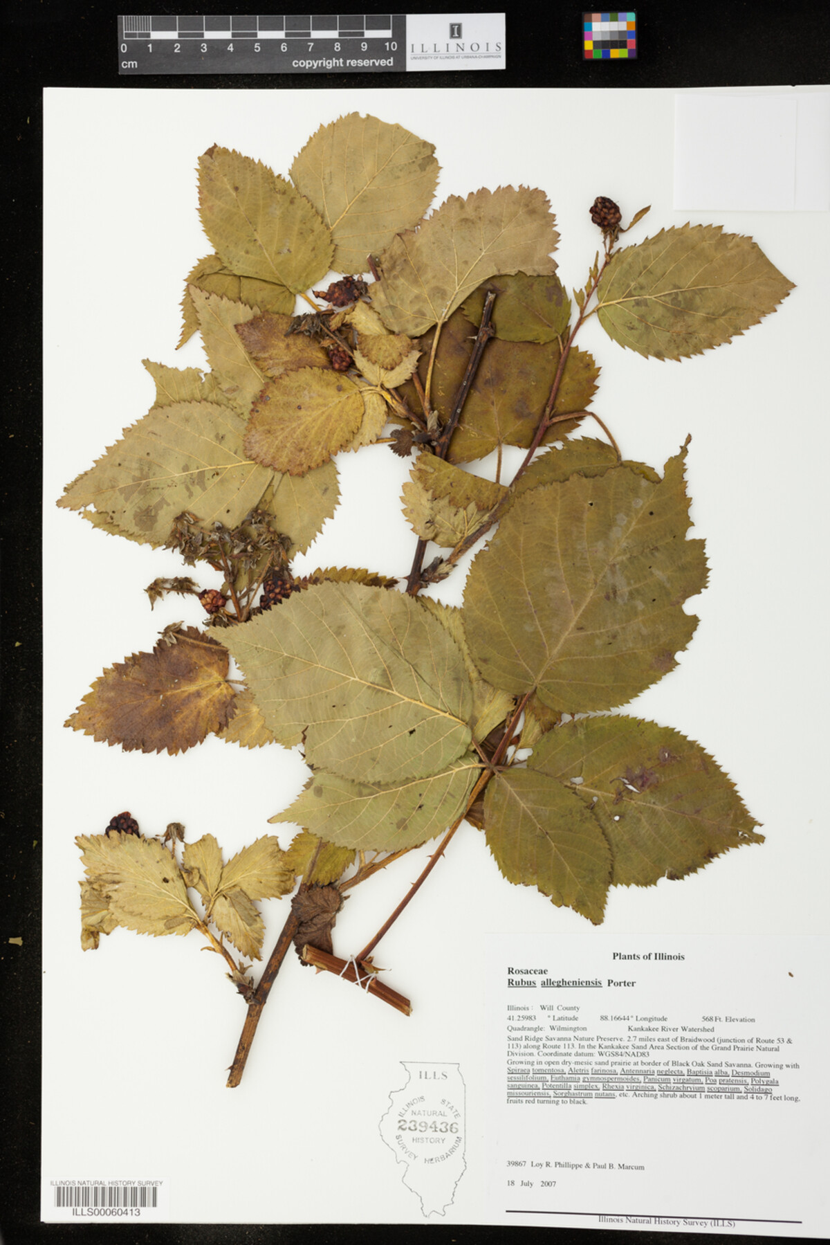 Rubus sect. Alleghenienses image