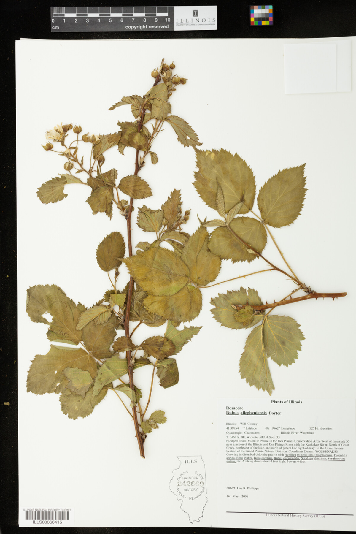 Rubus allegheniensis image