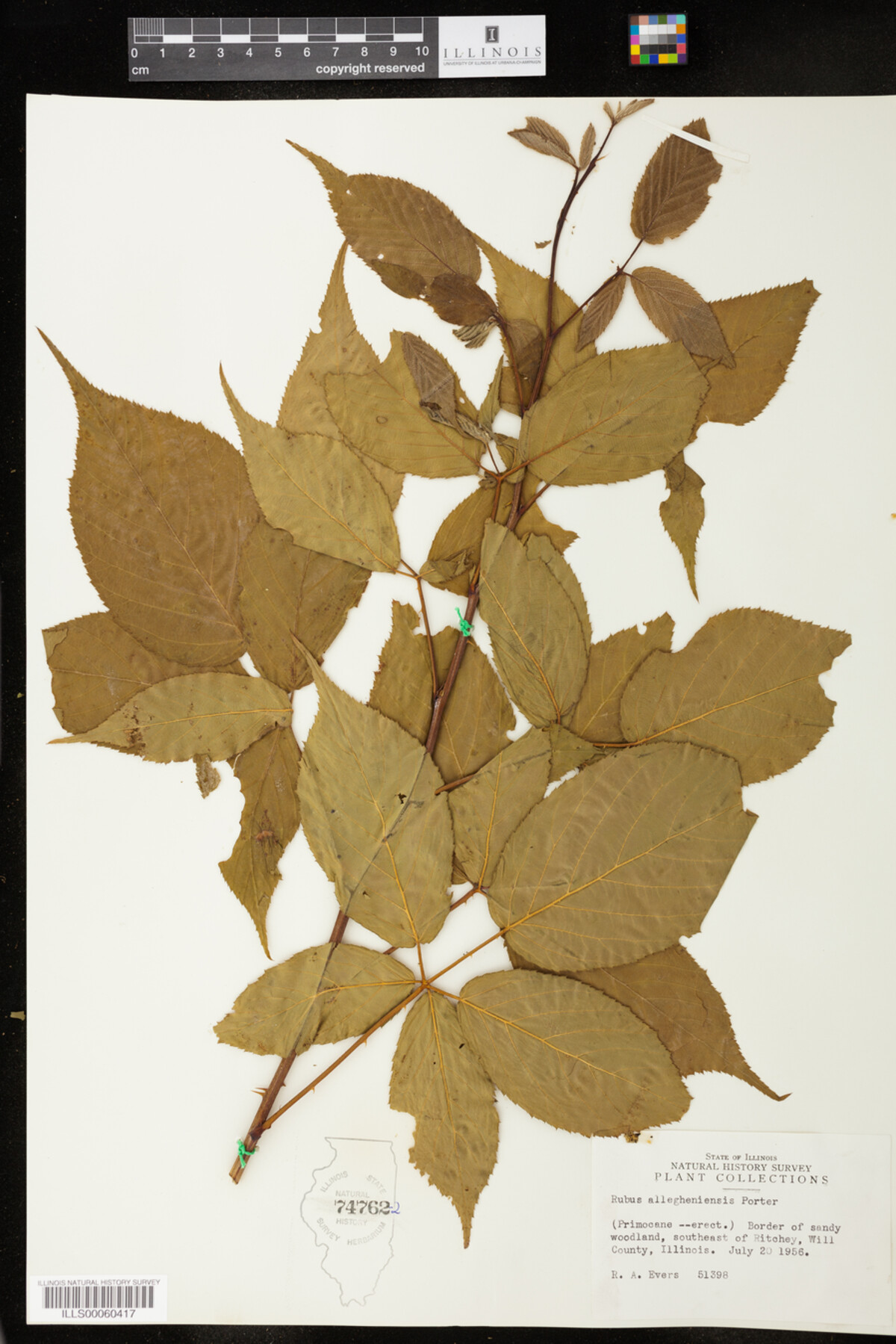 Rubus allegheniensis image
