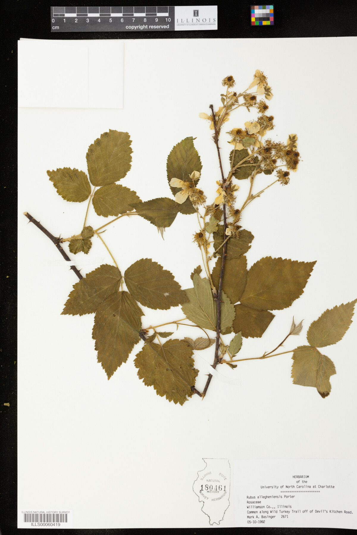 Rubus allegheniensis image