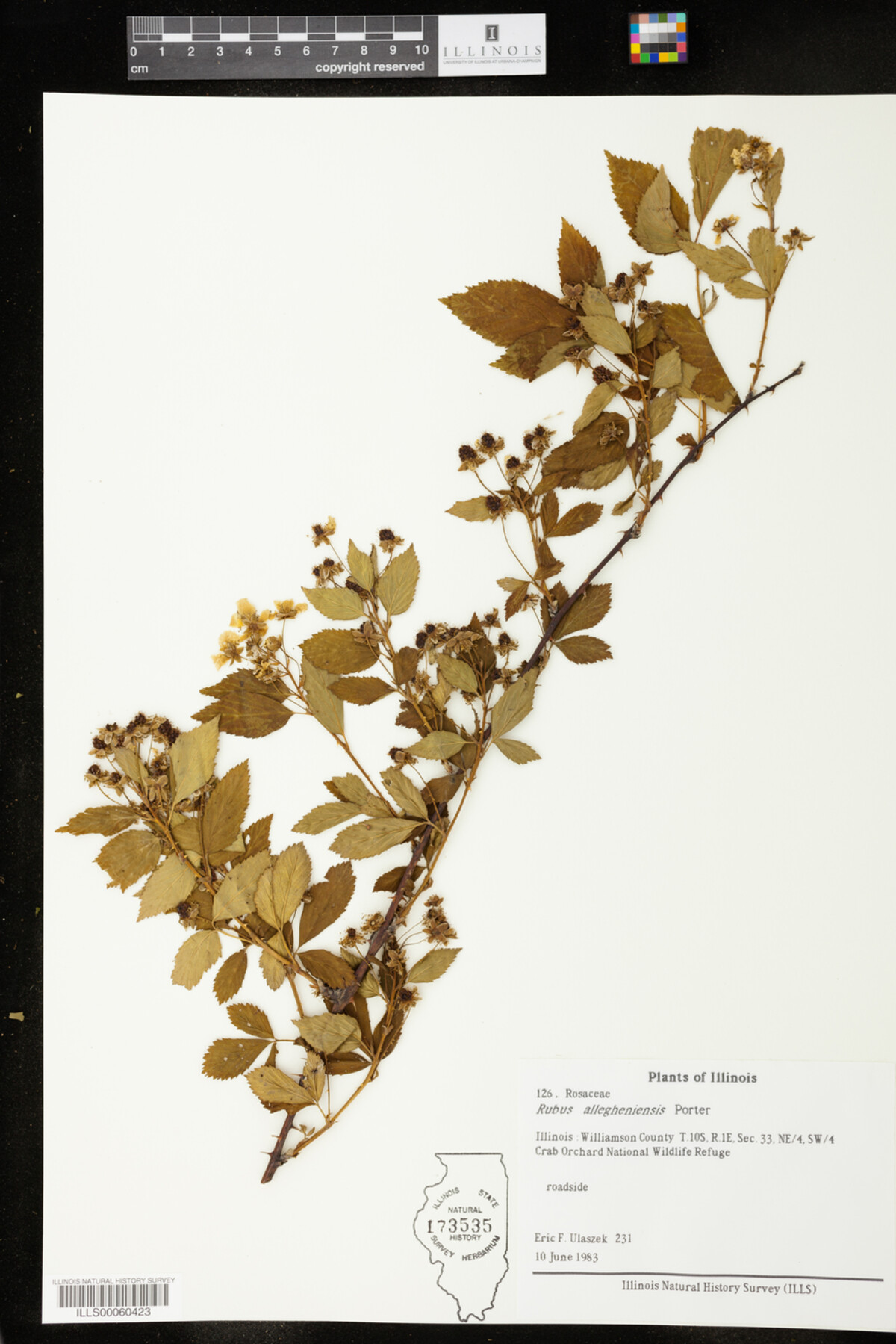 Rubus allegheniensis image