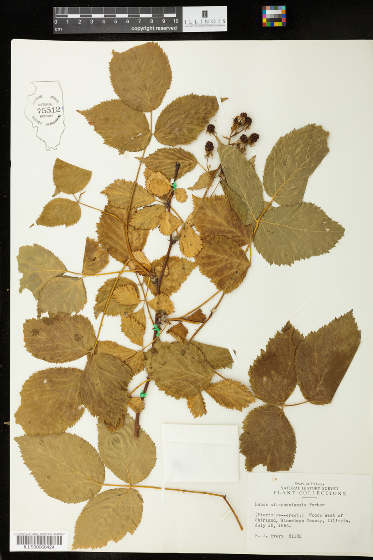 Rubus allegheniensis image