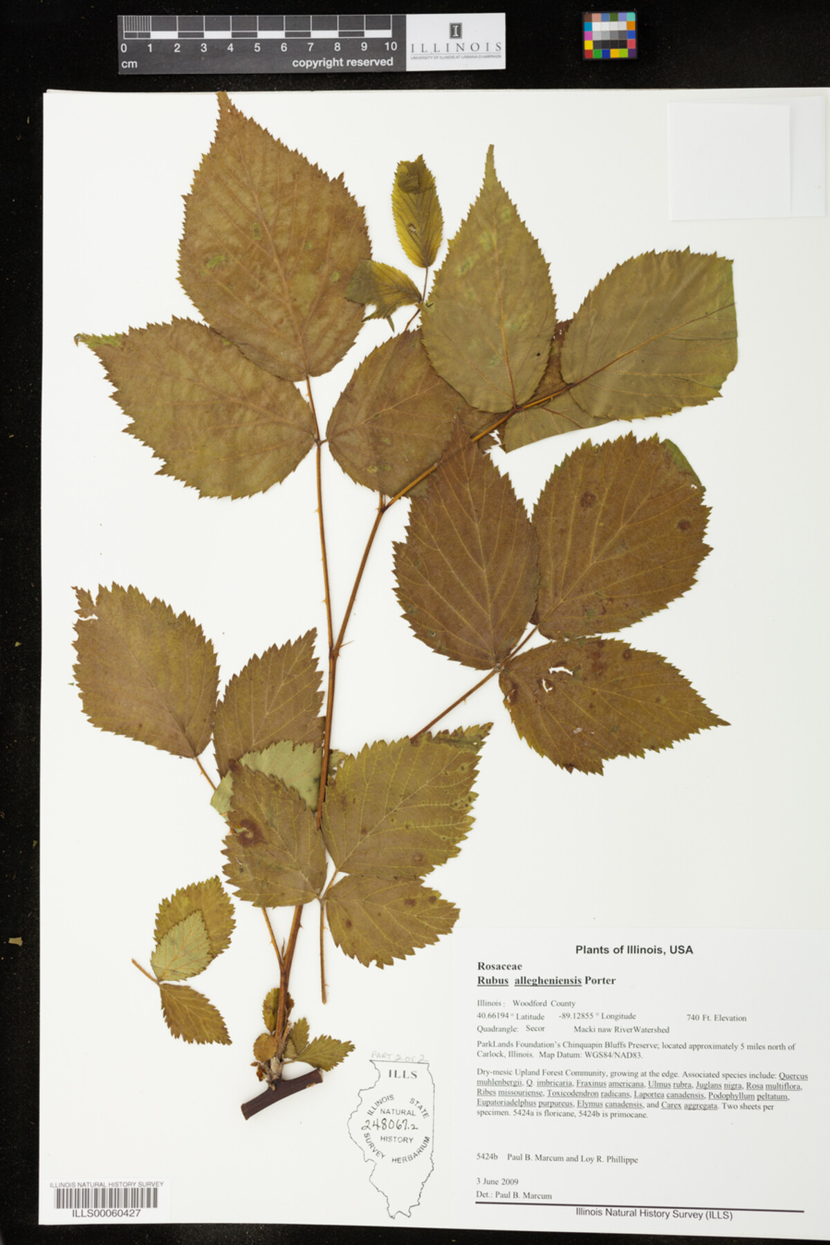 Rubus allegheniensis image