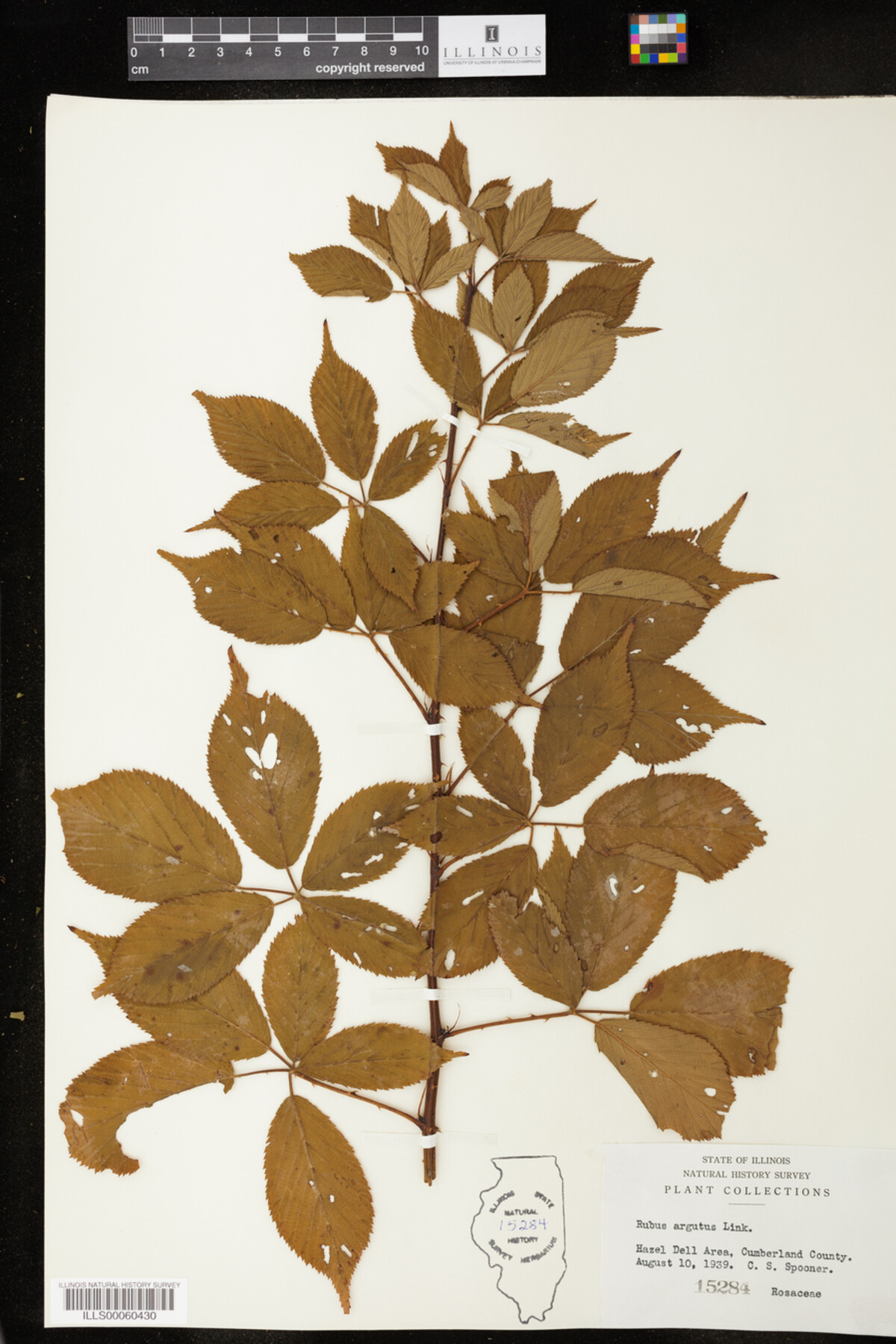 Rubus sect. Arguti image