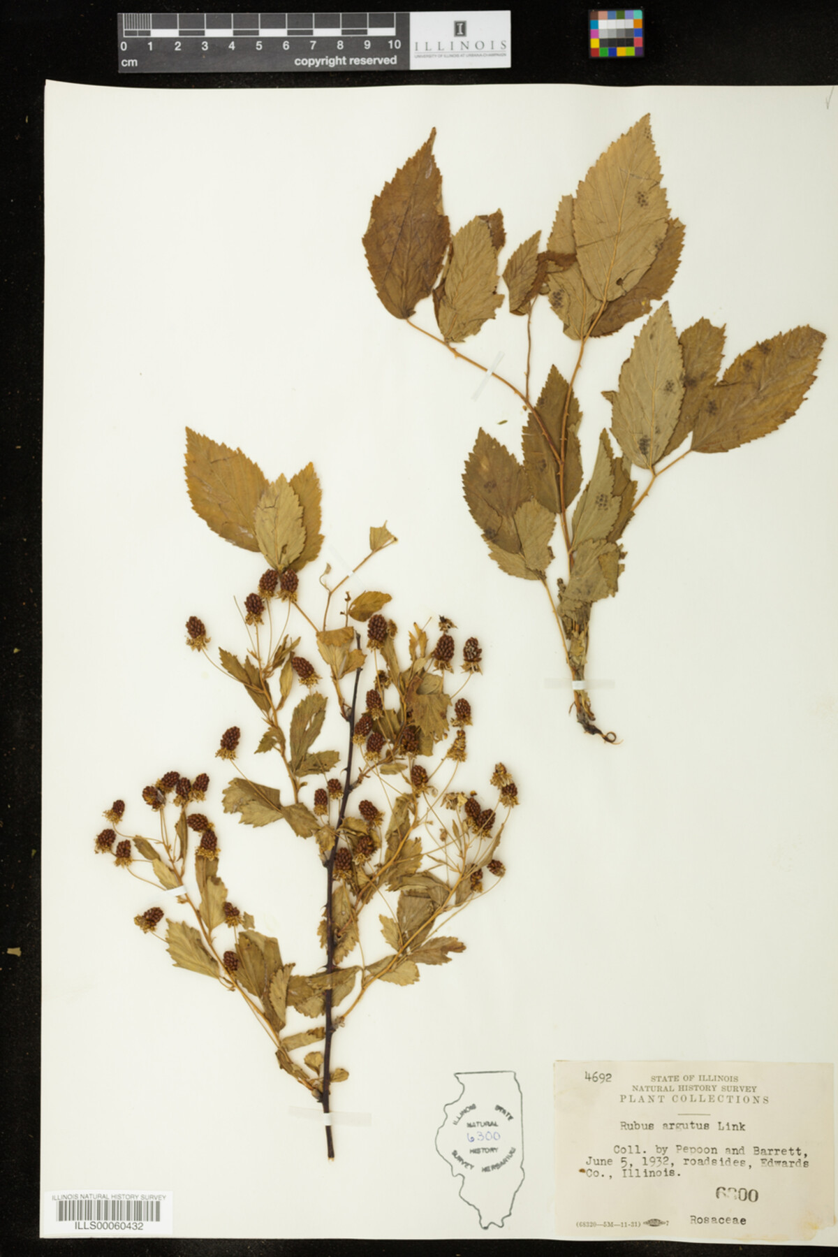 Rubus argutus image