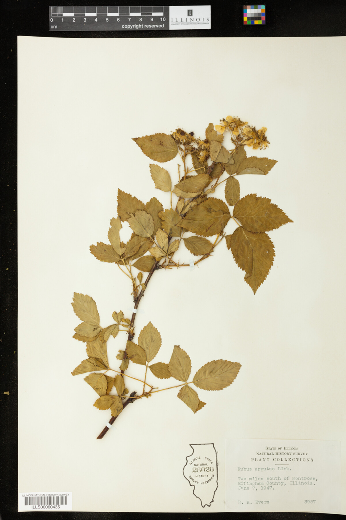 Rubus argutus image