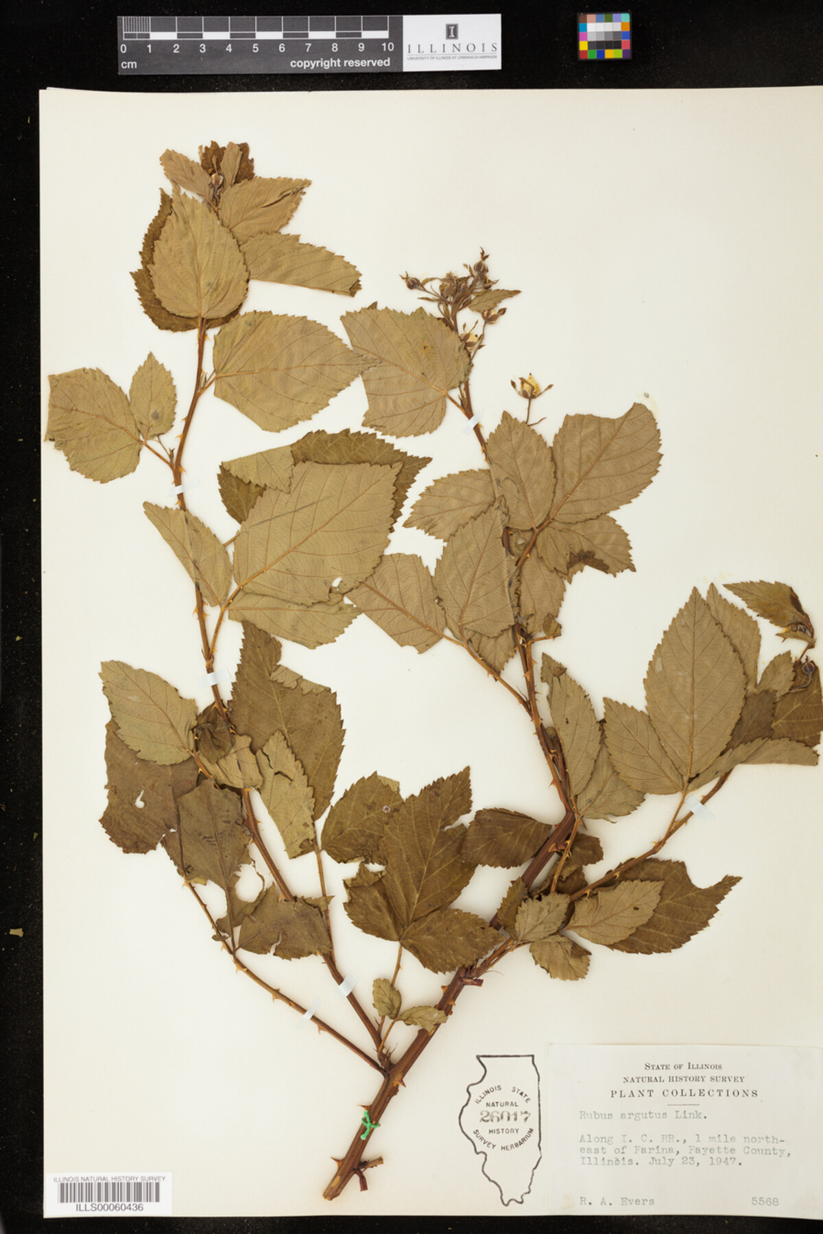 Rubus argutus image