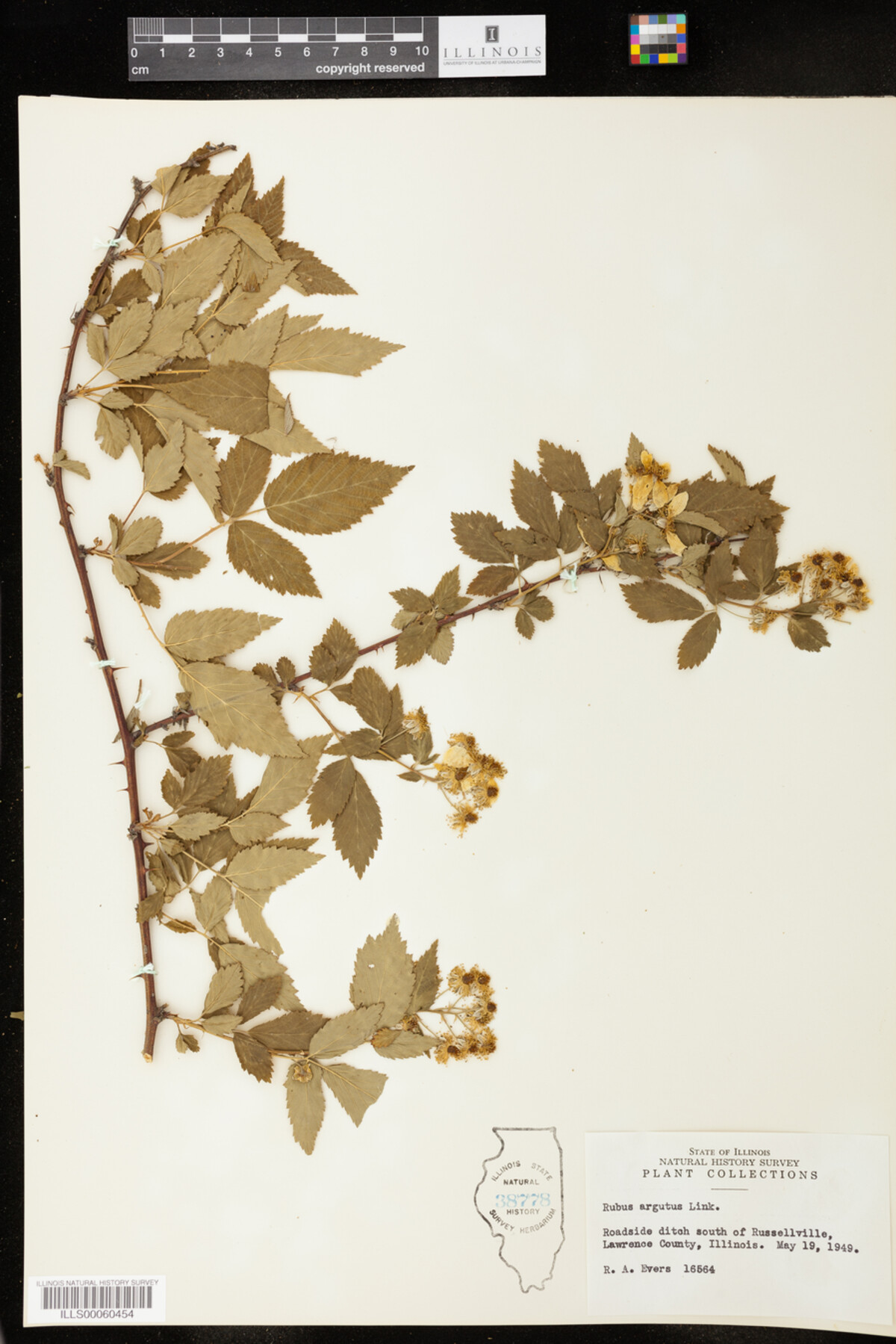 Rubus argutus image
