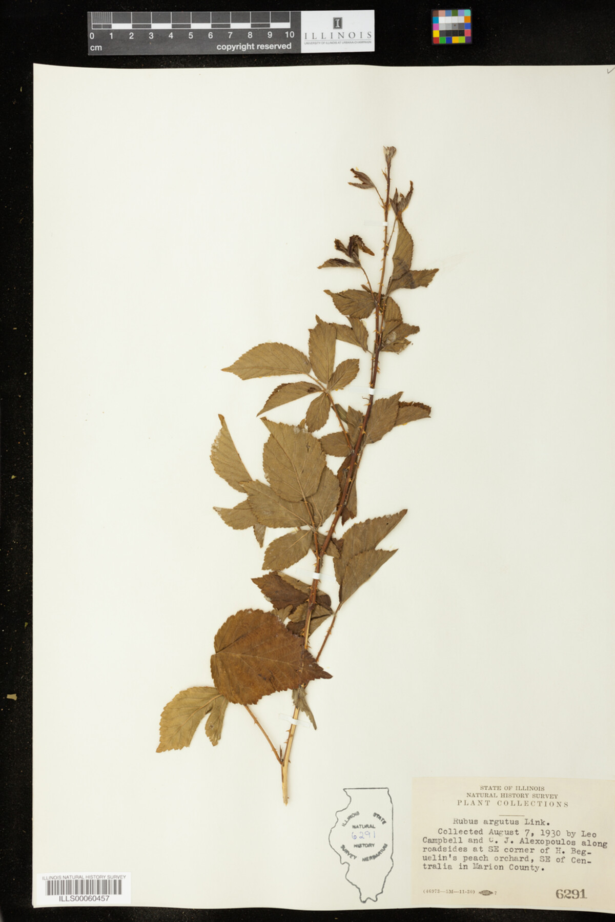 Rubus argutus image