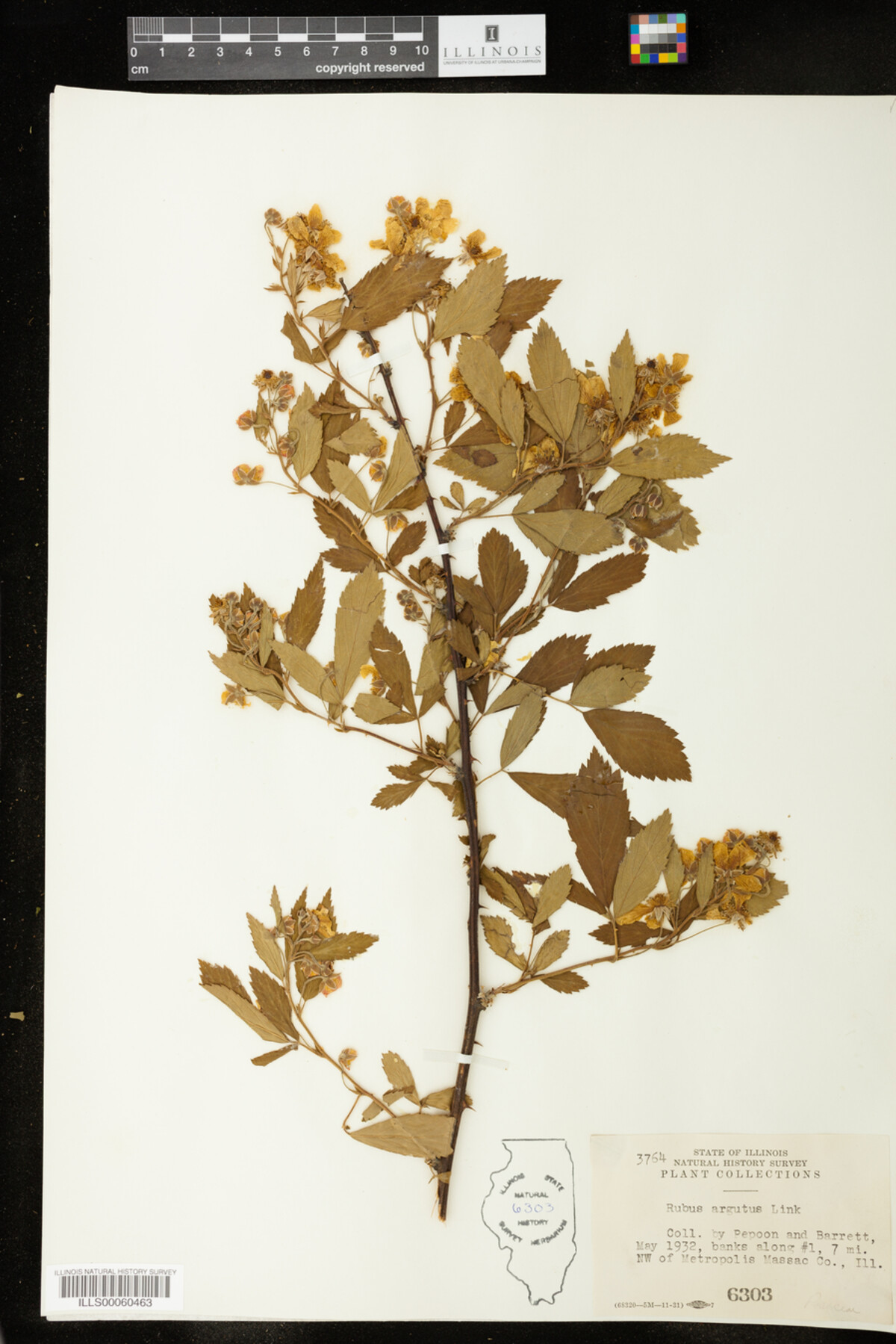 Rubus argutus image