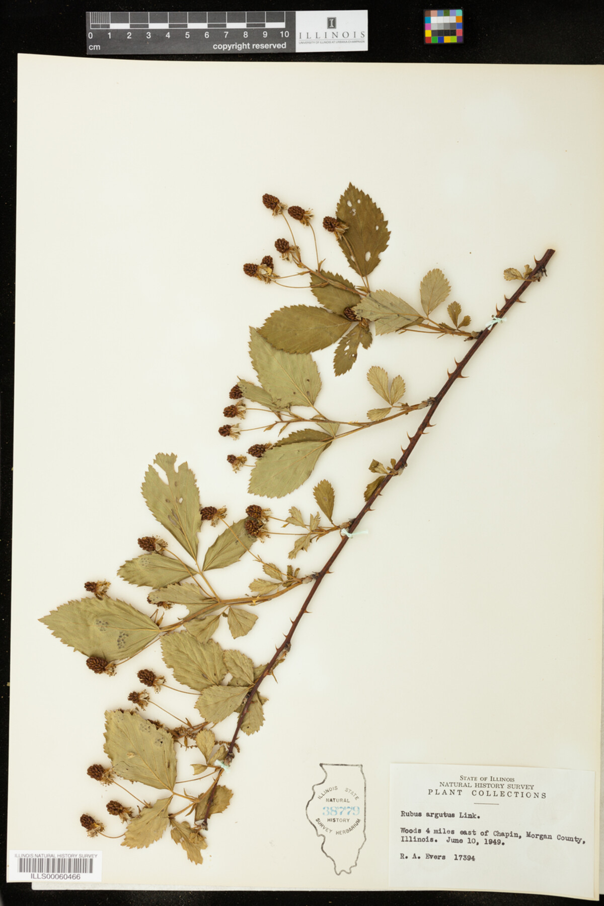 Rubus argutus image