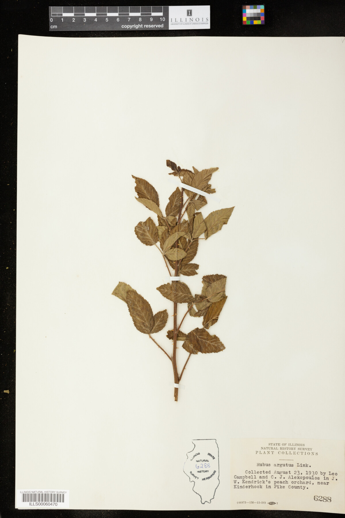 Rubus sect. Arguti image