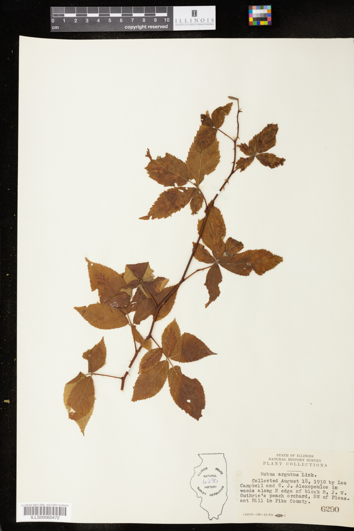 Rubus argutus image