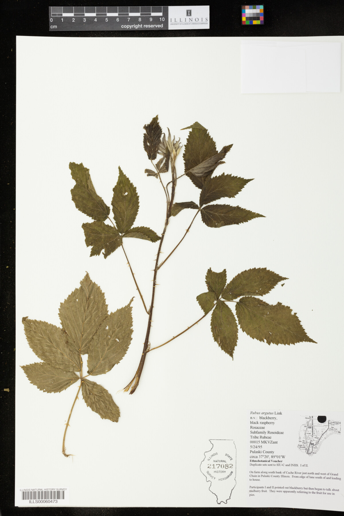 Rubus argutus image
