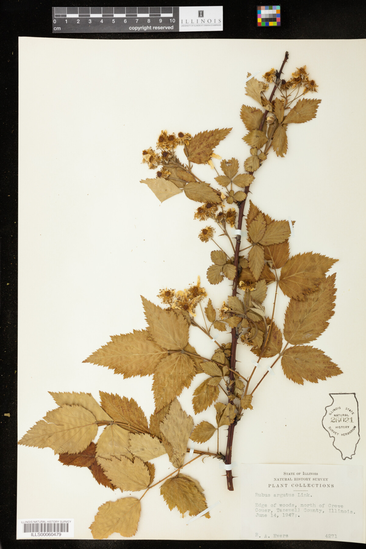Rubus sect. Arguti image