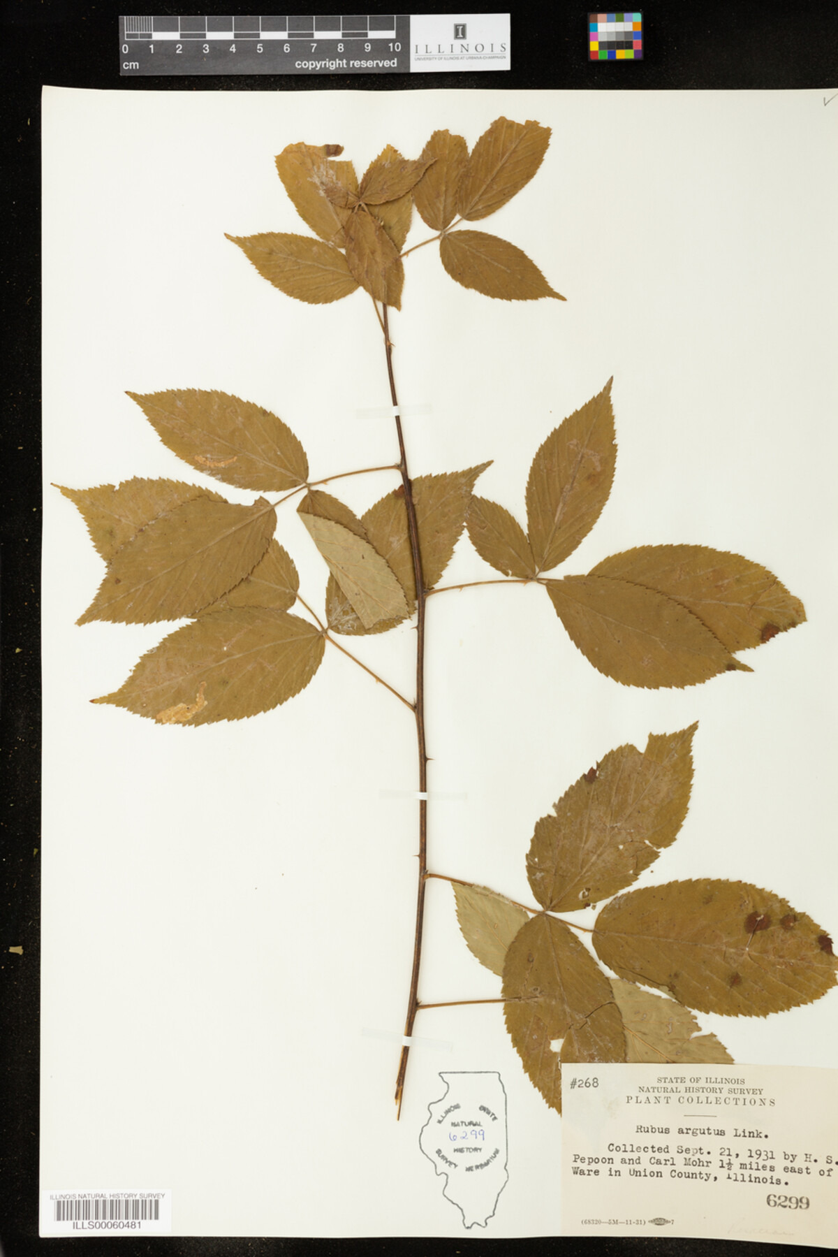 Rubus argutus image