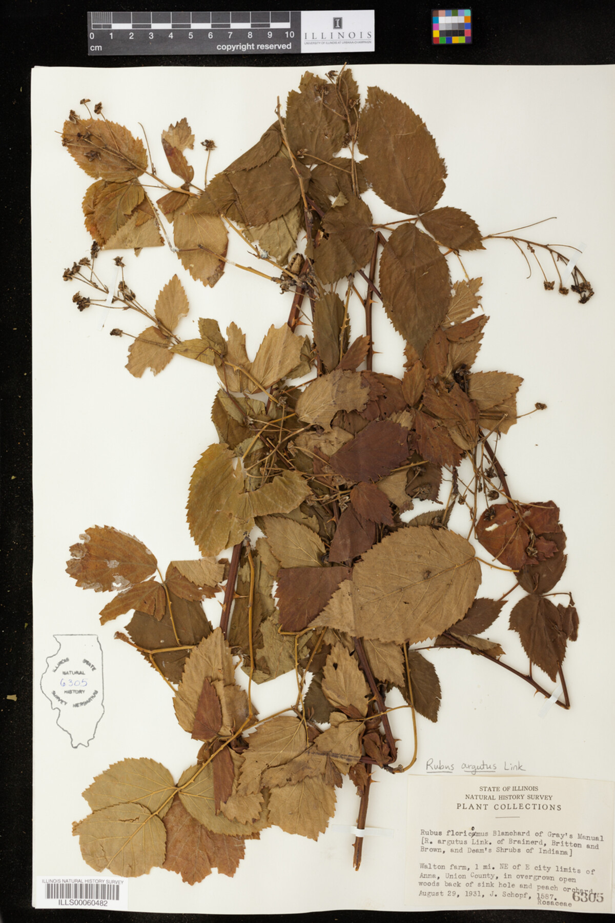 Rubus argutus image
