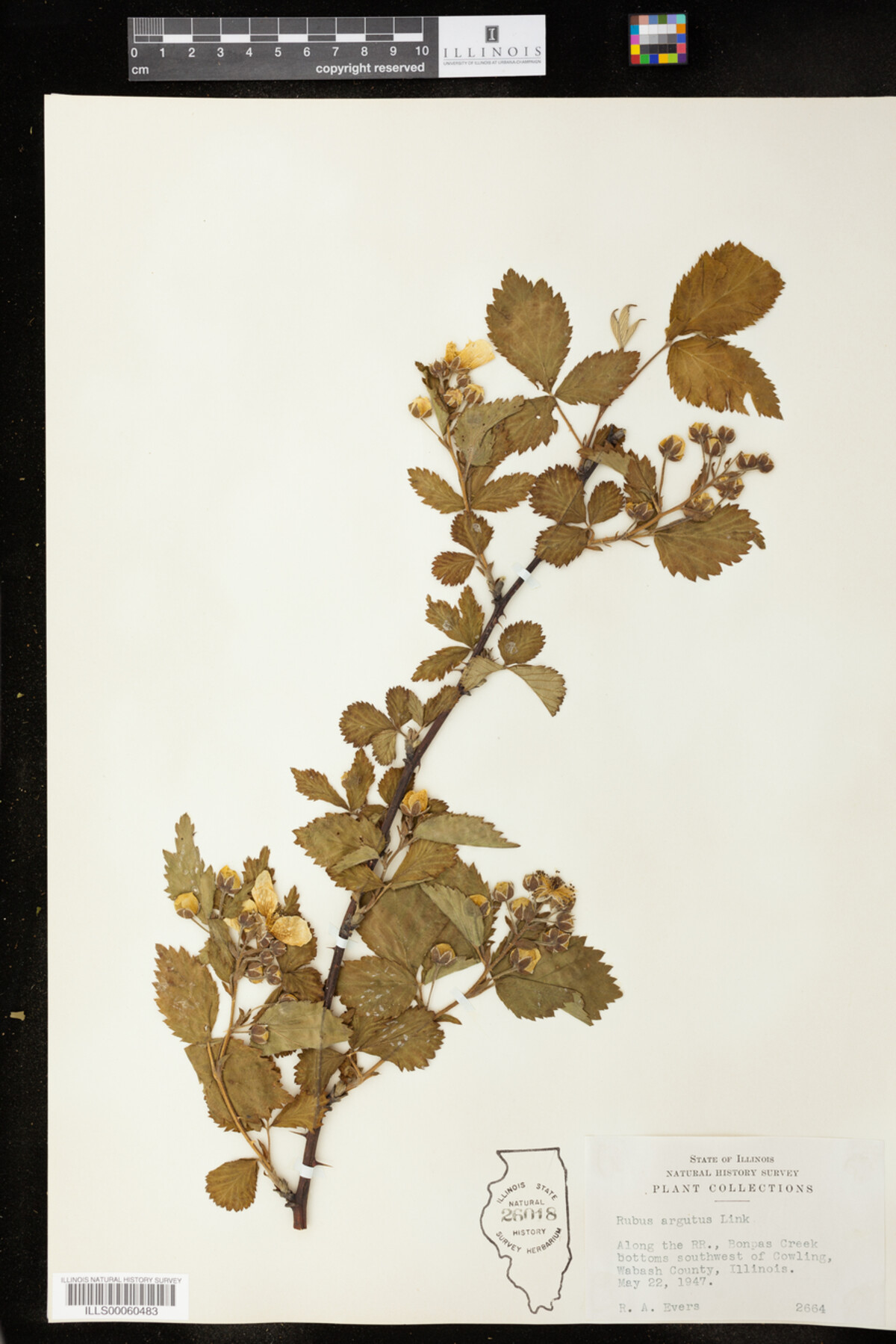 Rubus argutus image