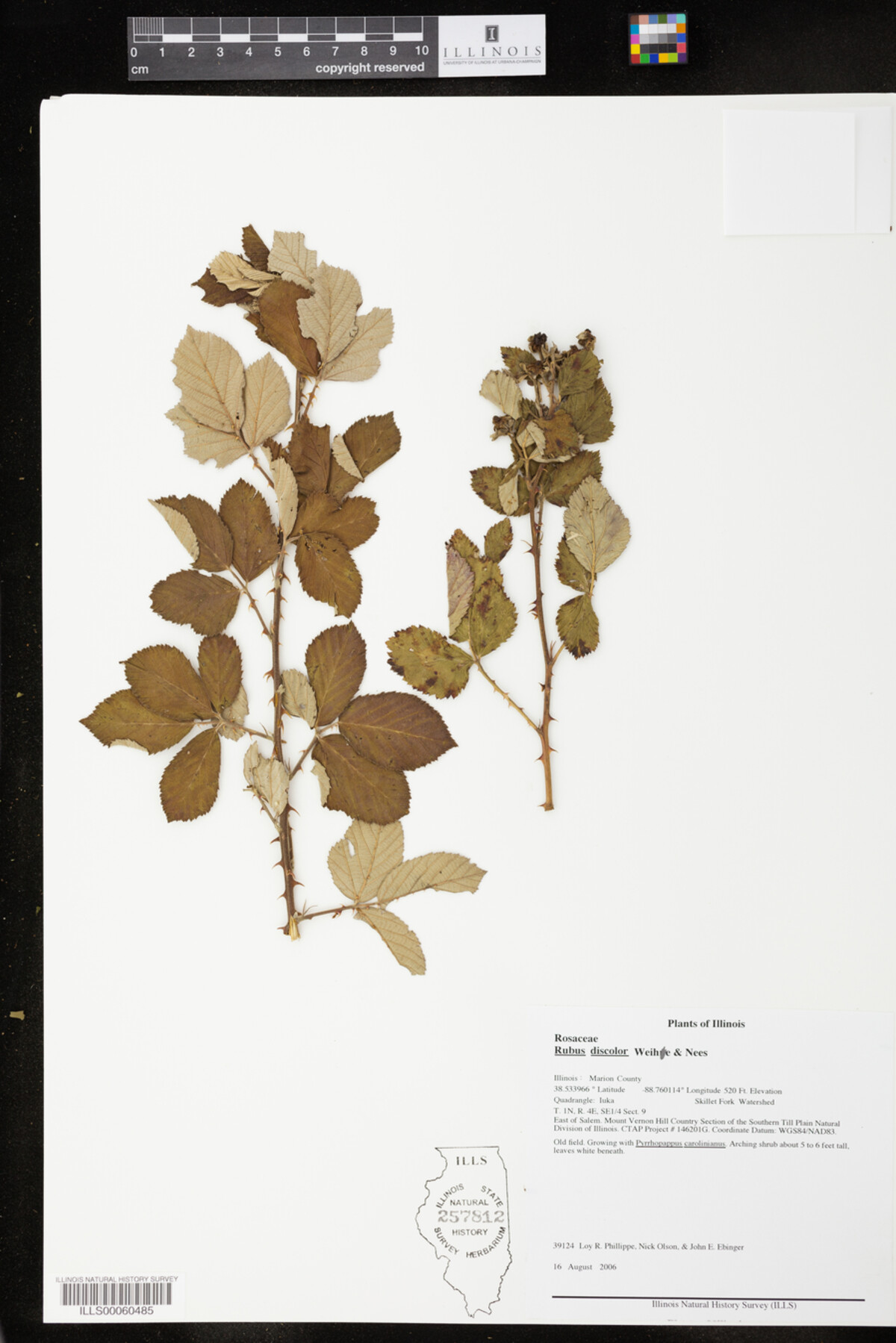 Rubus ulmifolius image