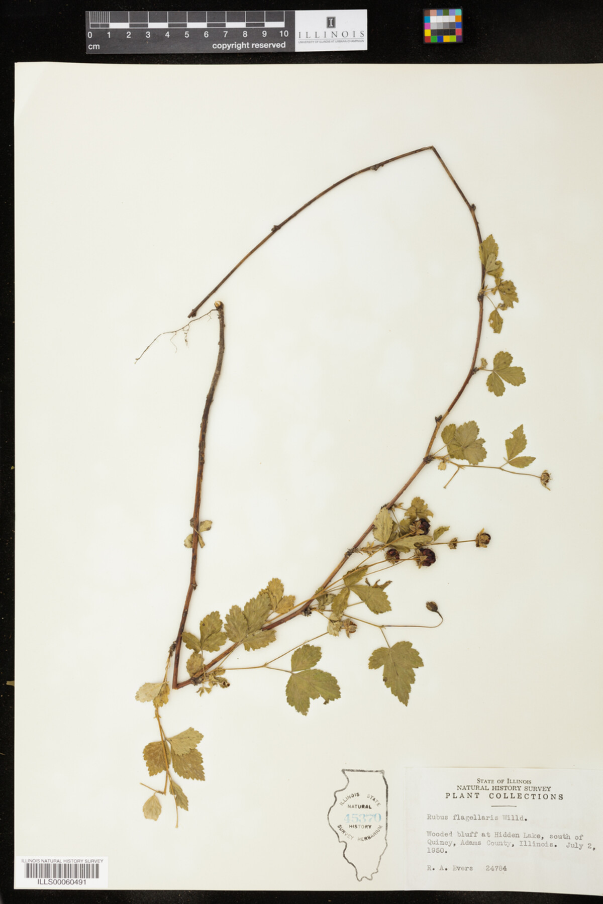 Rubus flagellaris image