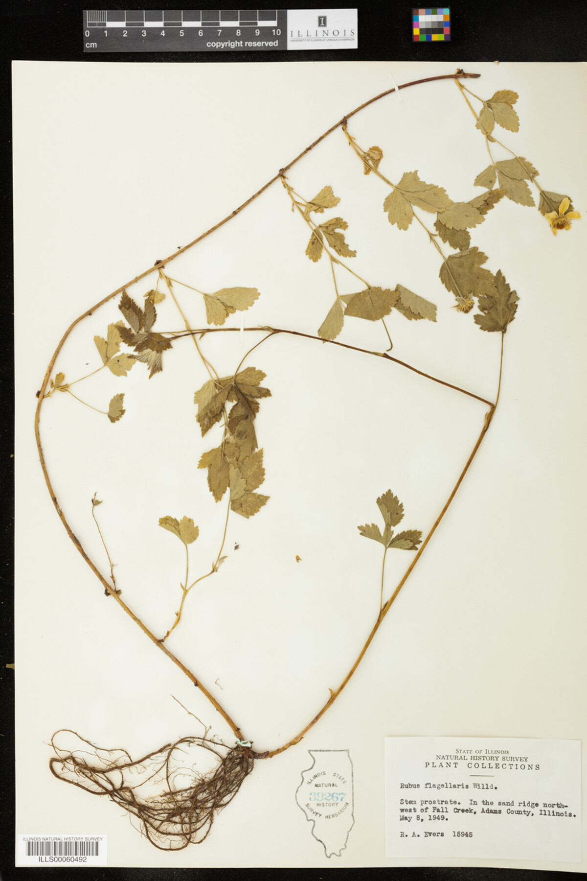 Rubus flagellaris image