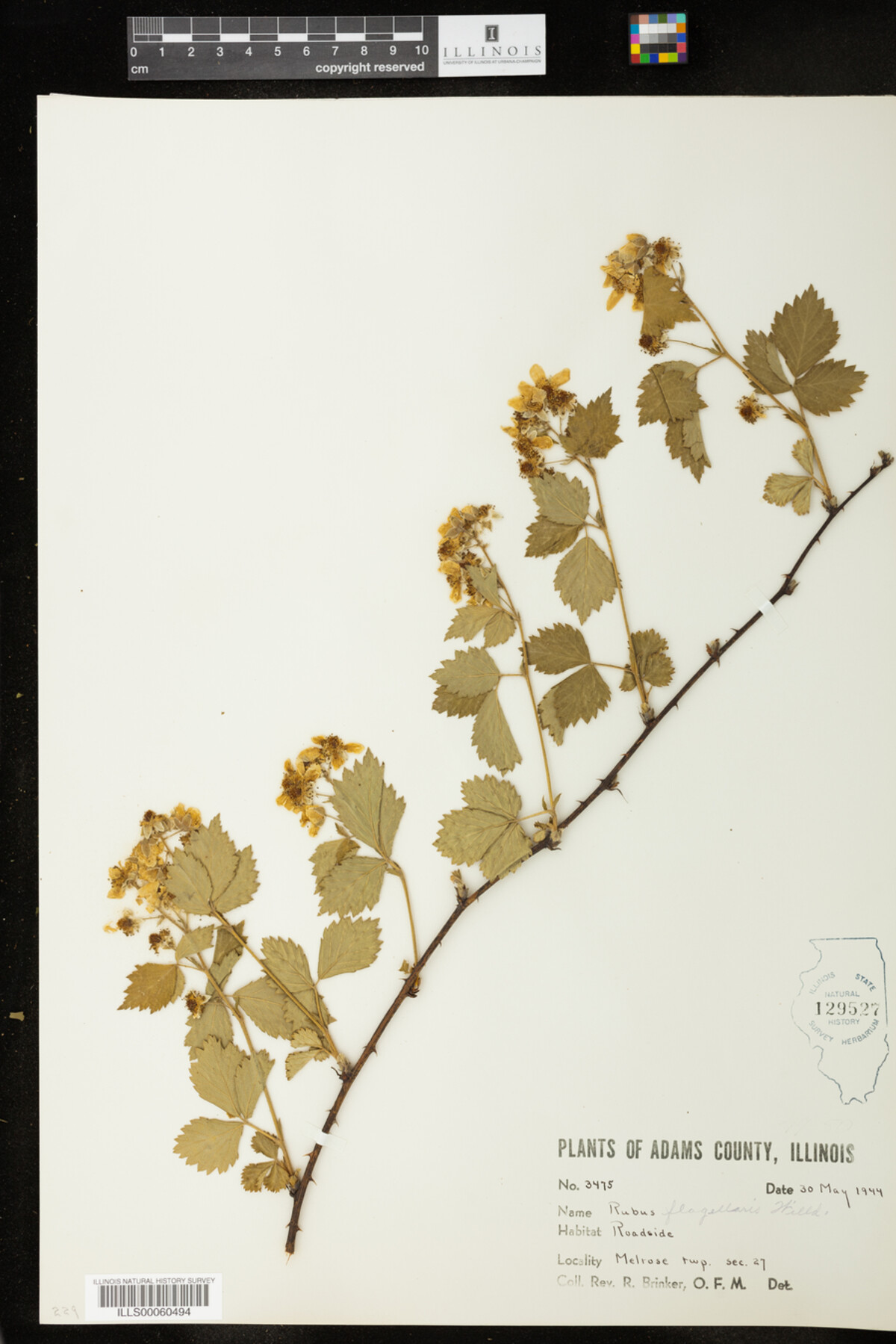 Rubus image