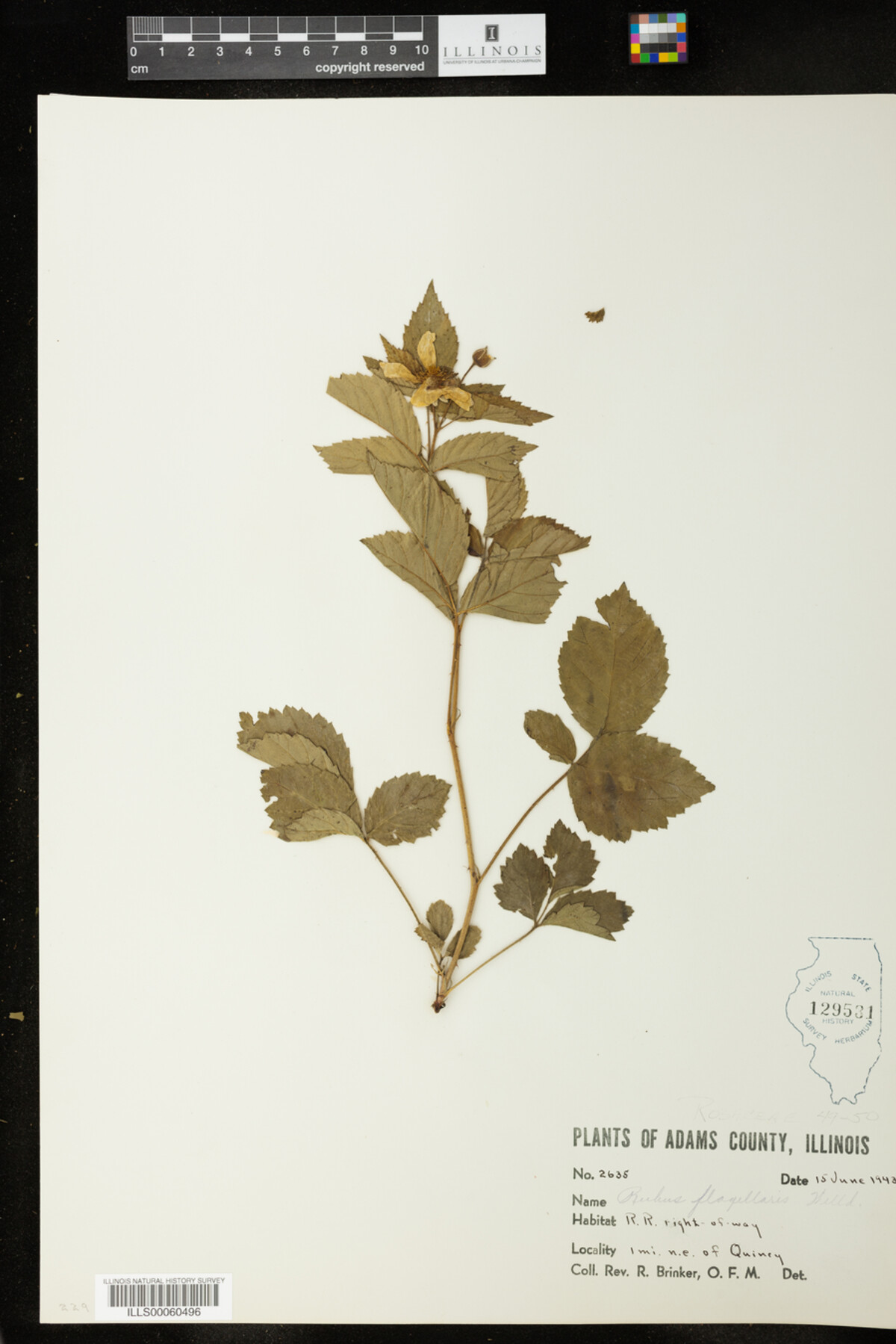 Rubus flagellaris image