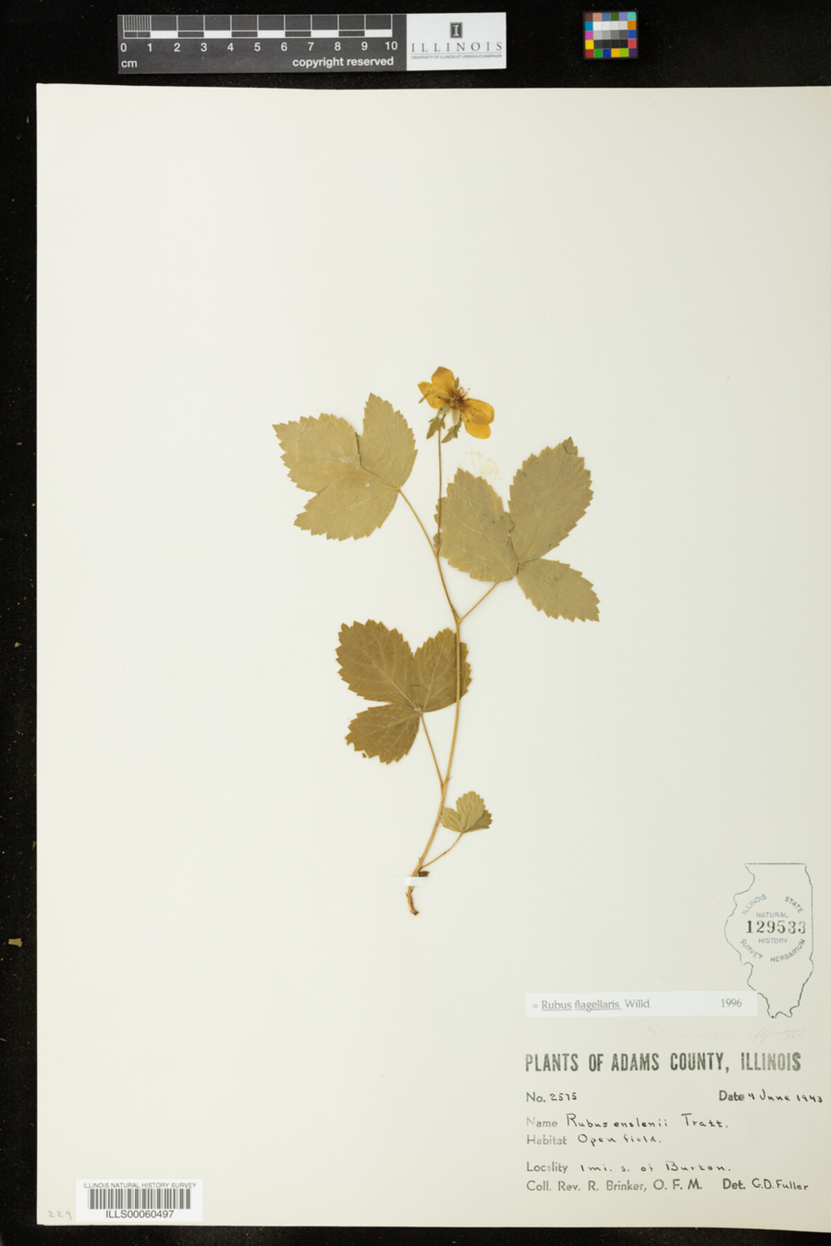 Rubus flagellaris image