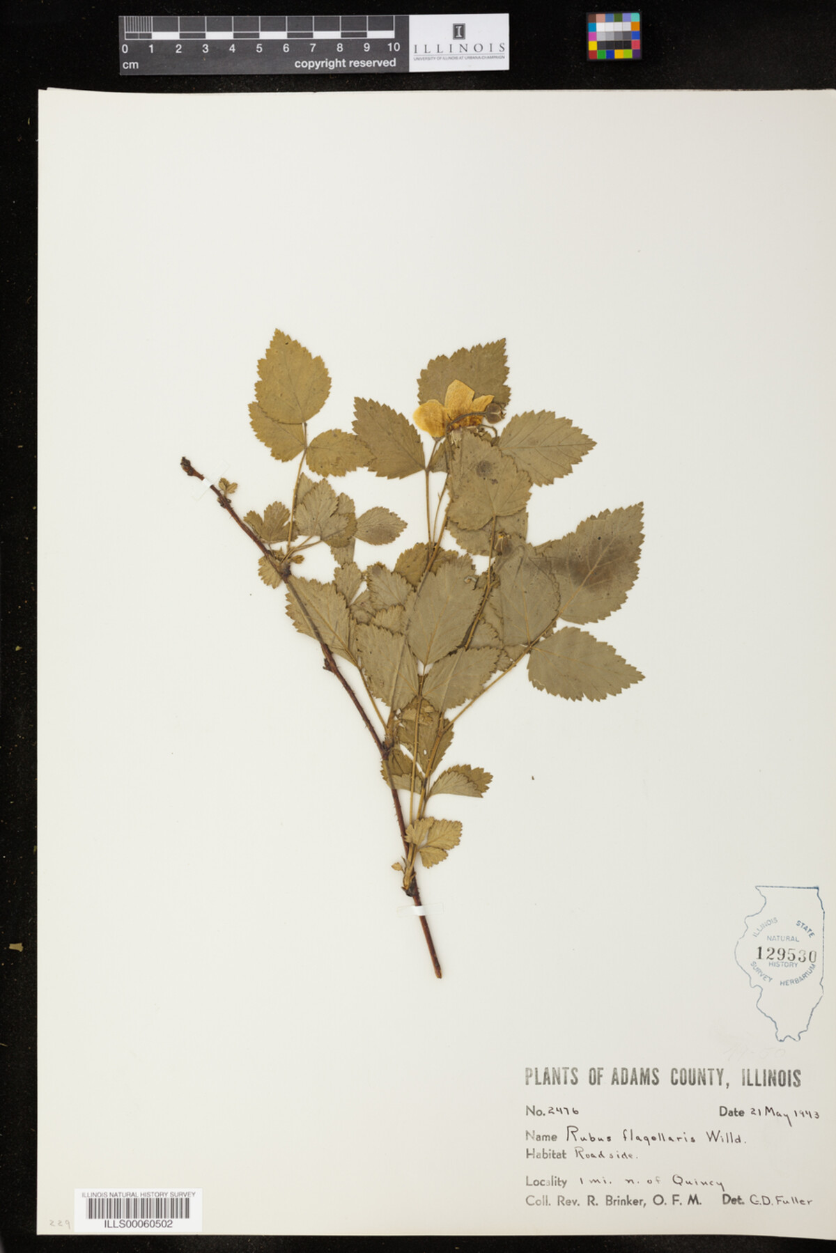 Rubus flagellaris image
