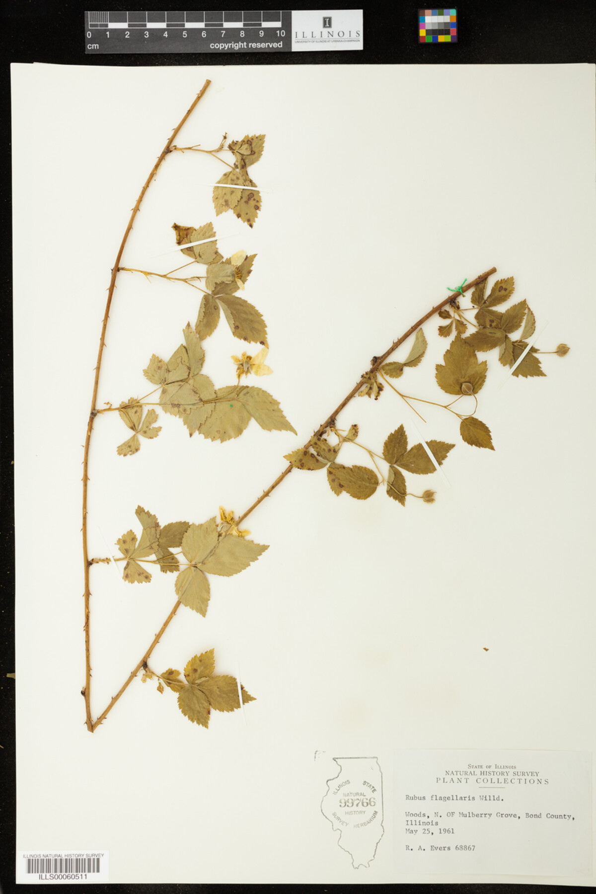 Rubus flagellaris image