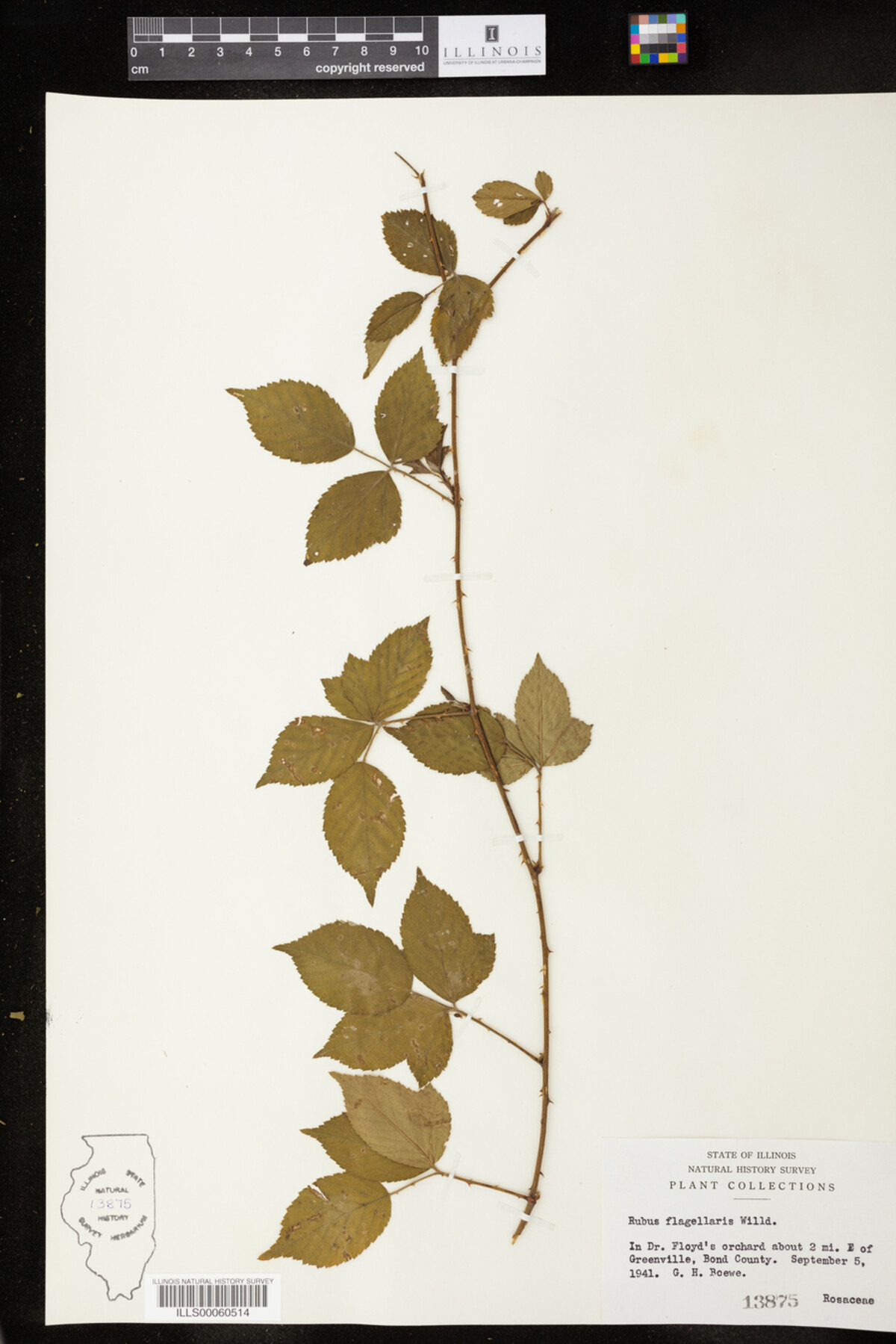 Rubus flagellaris image