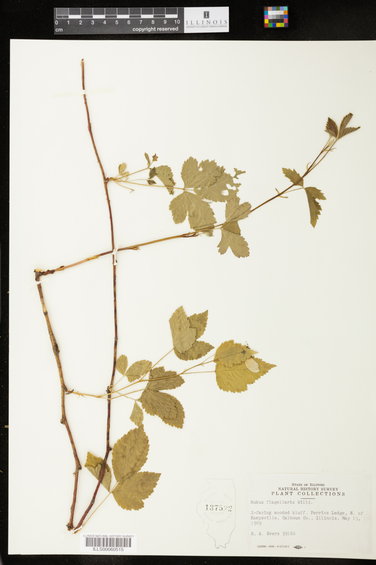 Rubus flagellaris image