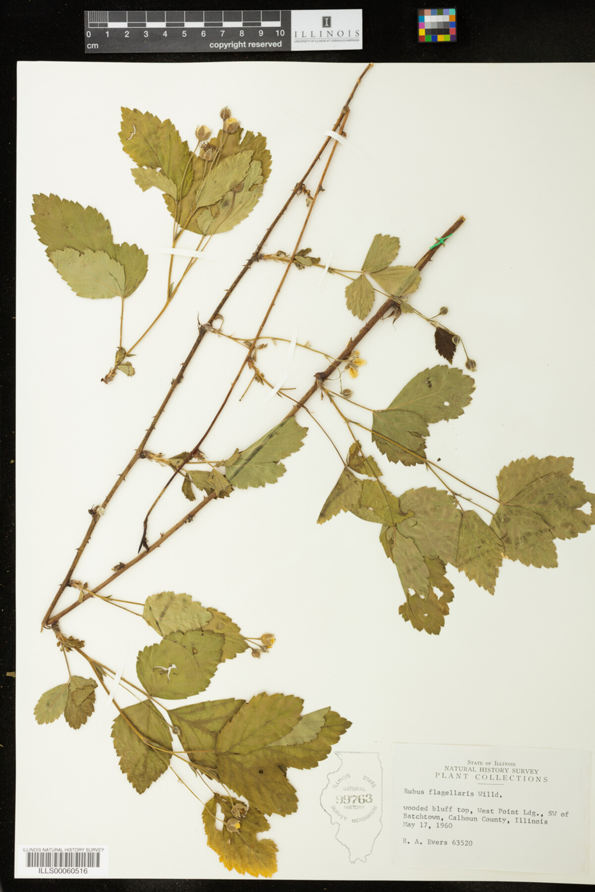 Rubus flagellaris image