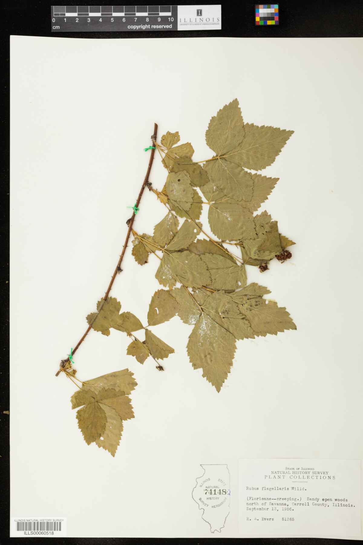Rubus flagellaris image
