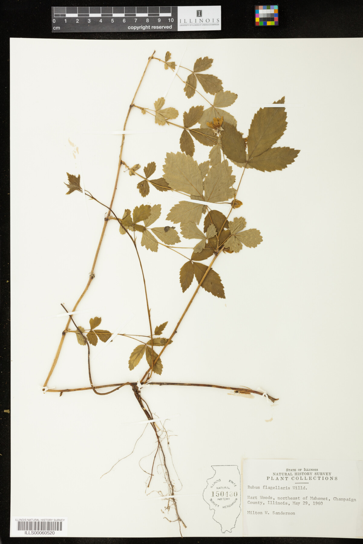 Rubus flagellaris image