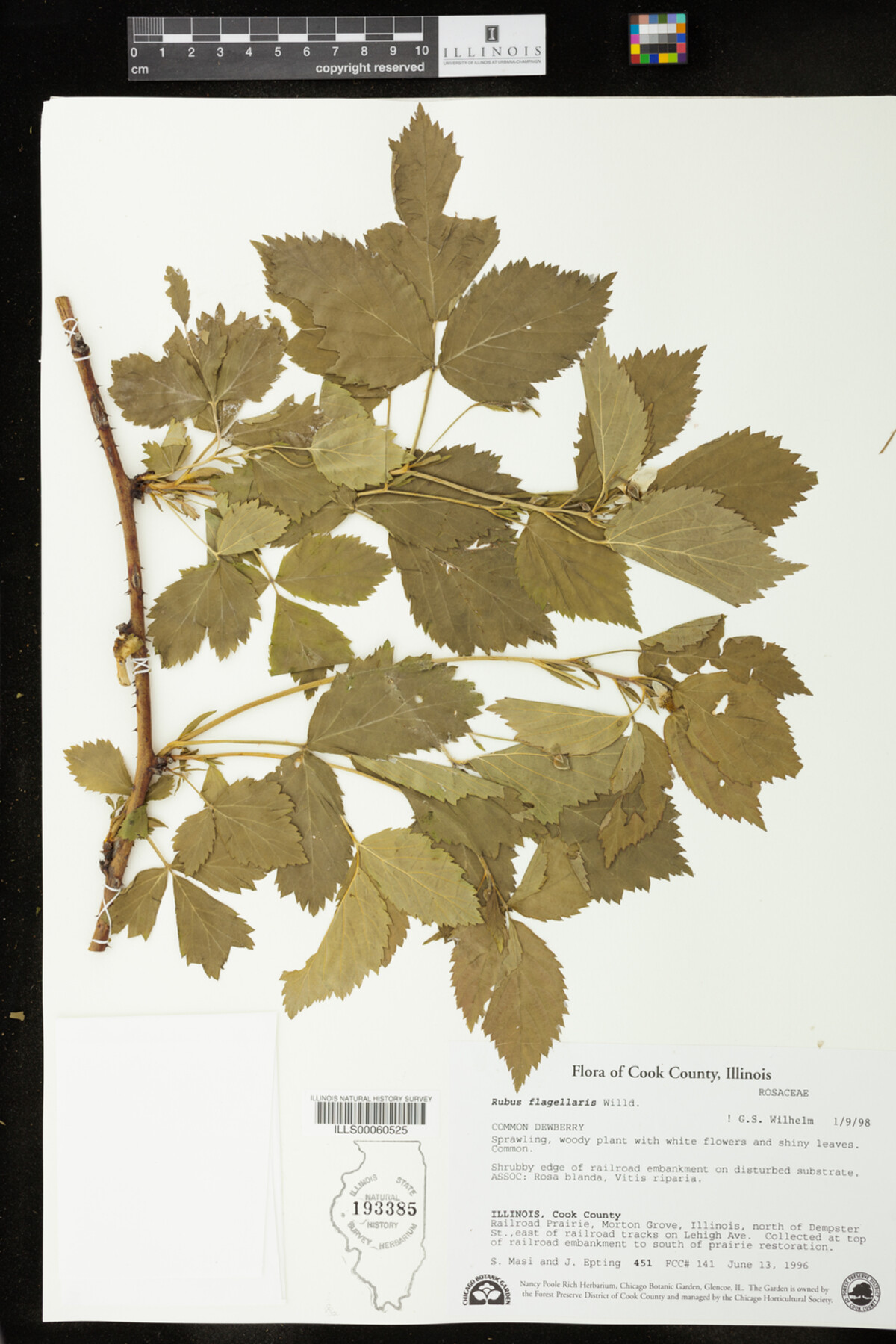 Rubus flagellaris image