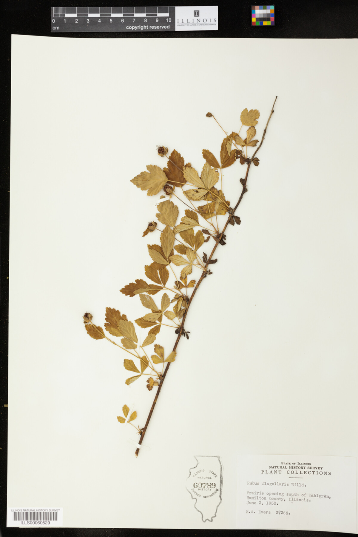Rubus flagellaris image