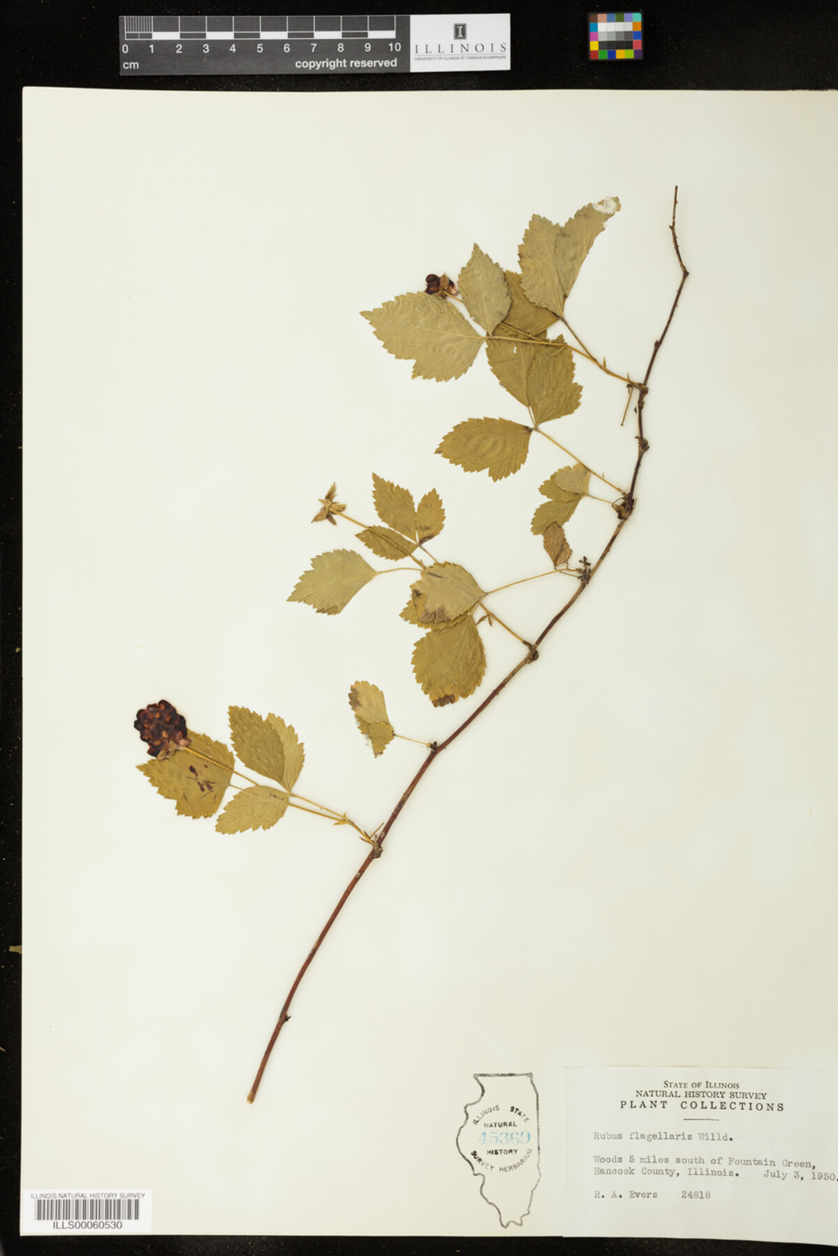 Rubus flagellaris image