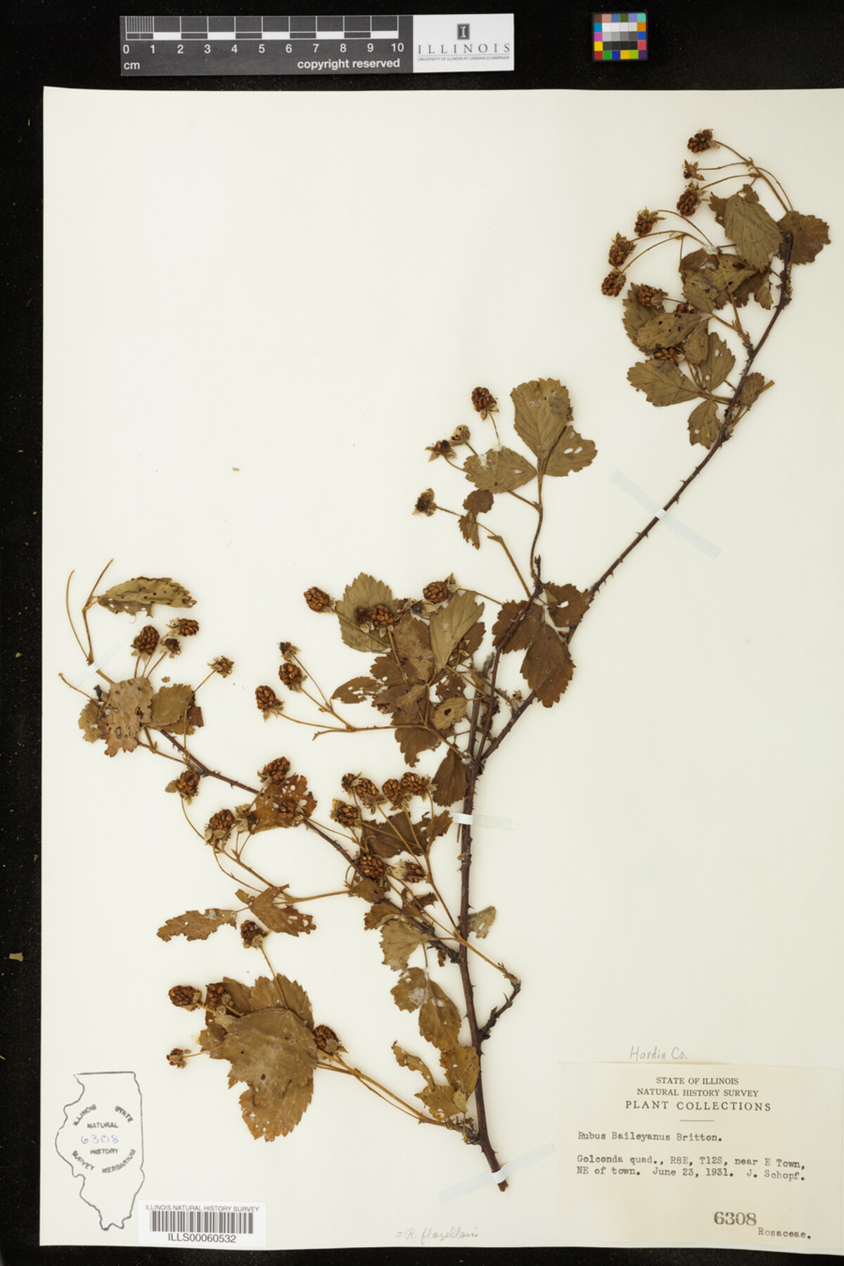 Rubus flagellaris image