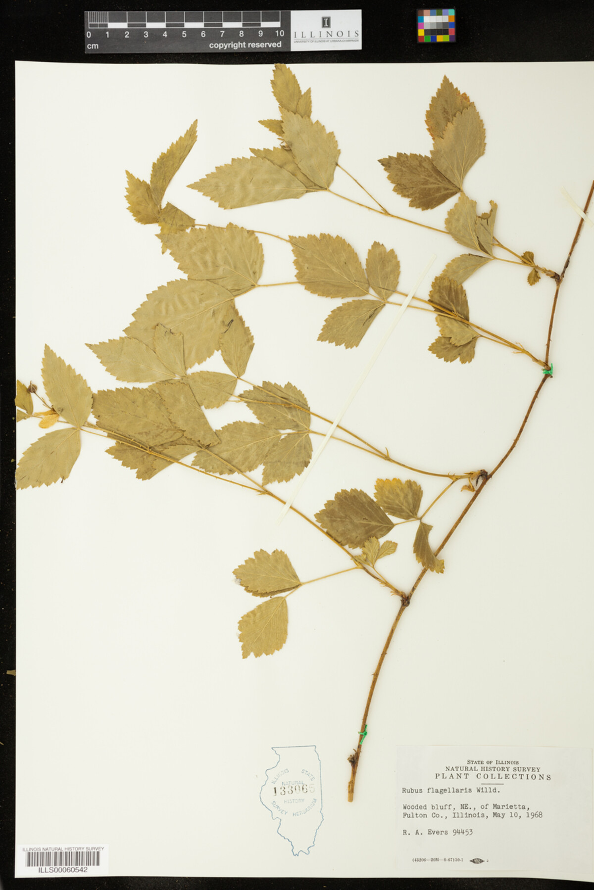 Rubus flagellaris image