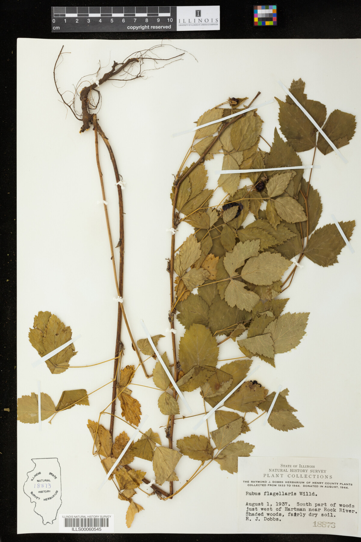 Rubus flagellaris image