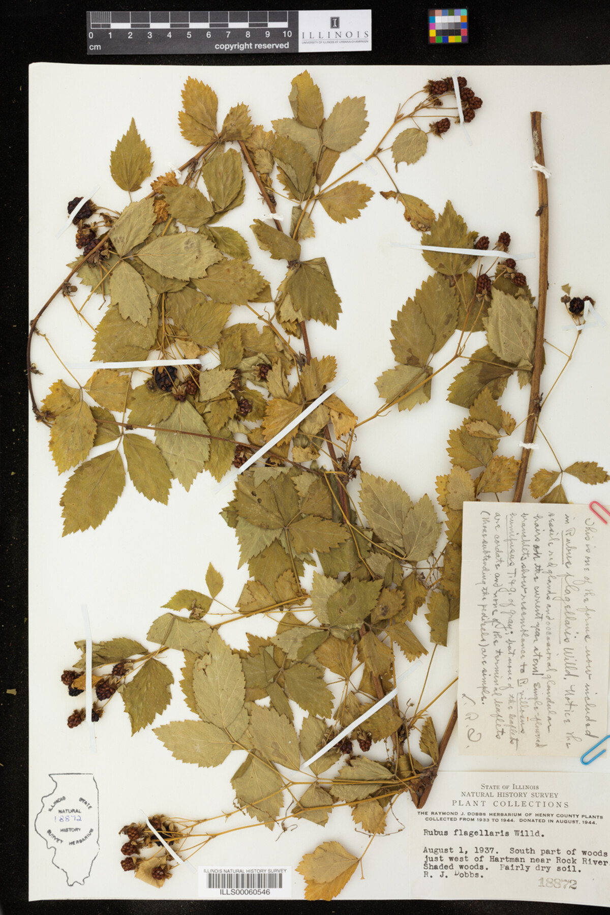 Rubus flagellaris image